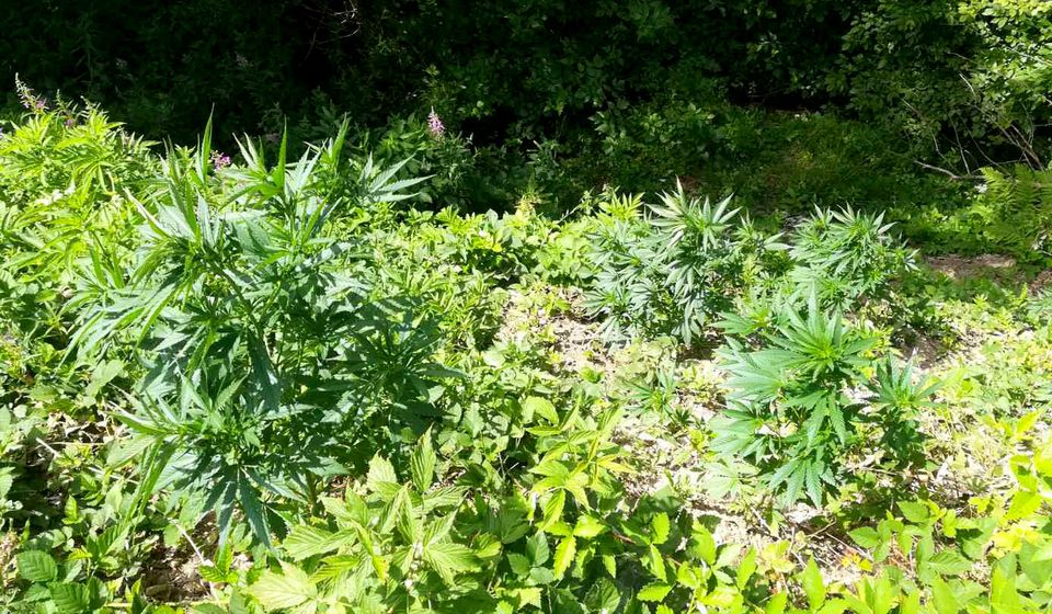 Plantaža marihuane u Babinoj Poljani. Foto MUP