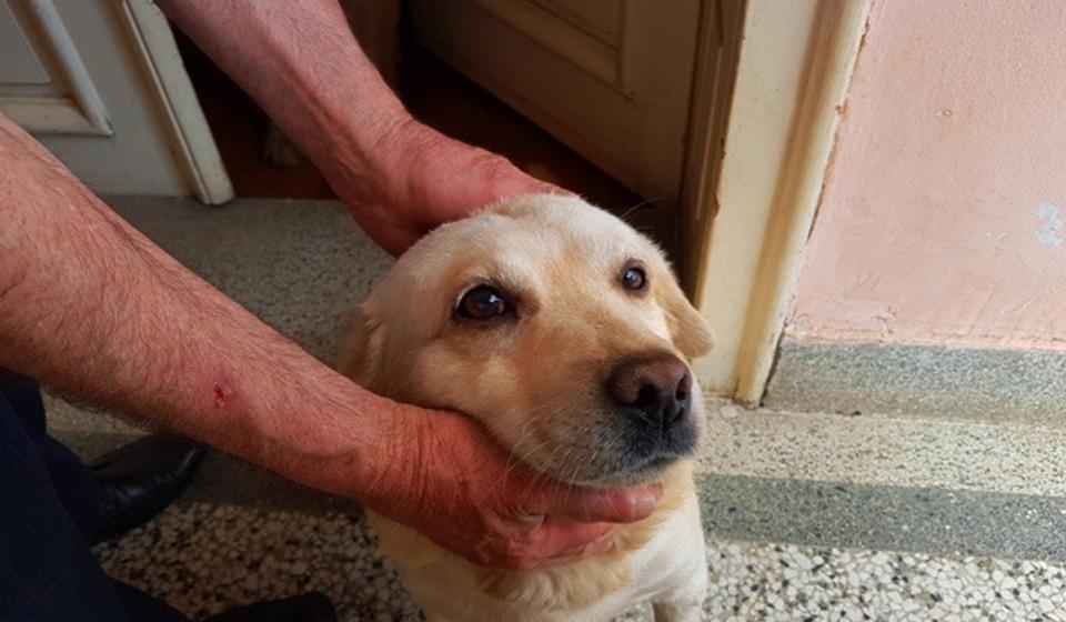 Admiral na svom kućnom pragu. Foto VranjeNews