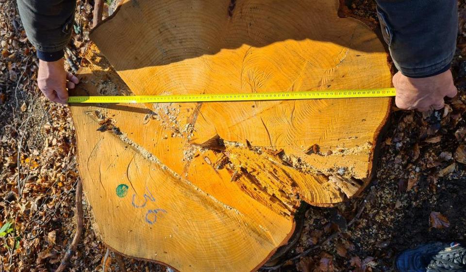 OStali panjevi prečnika i do jednog metra. Foto lično vlasništvo