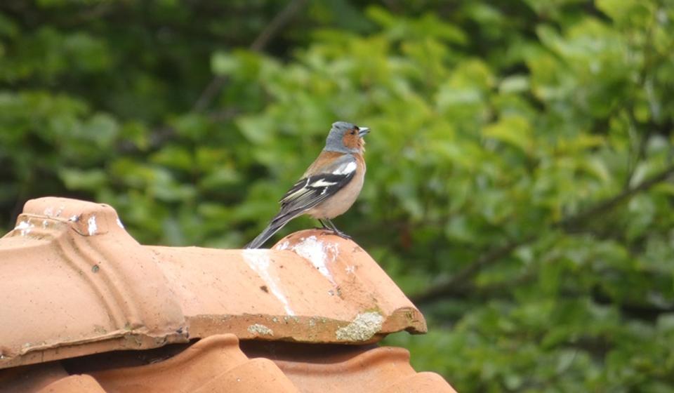 Društvo za zaštitu i proučavanje ptica