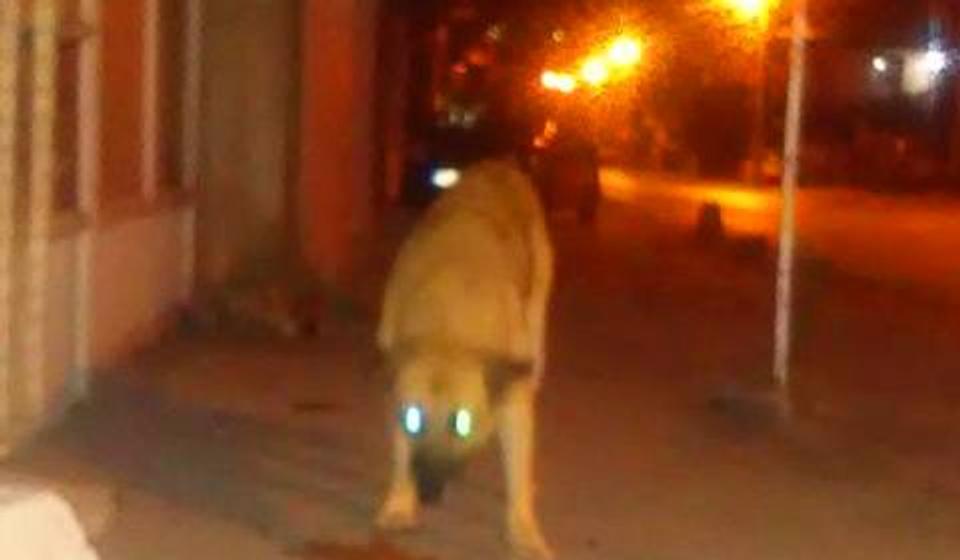 Foto Koalicija za život