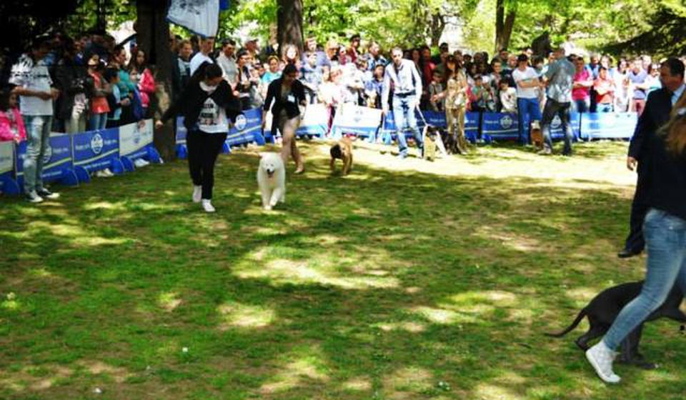 Posle dužeg niza godina Vranje ovog Prvog maja bez tradicionalne izložbe pasa. Foto Vranje News