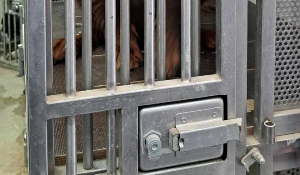 Psi prilikom zaplene prevoženi kombijem u kavezima. Foto ilustracija UC