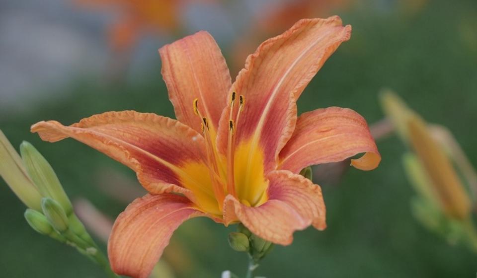 Foto ilustracija Vranje News