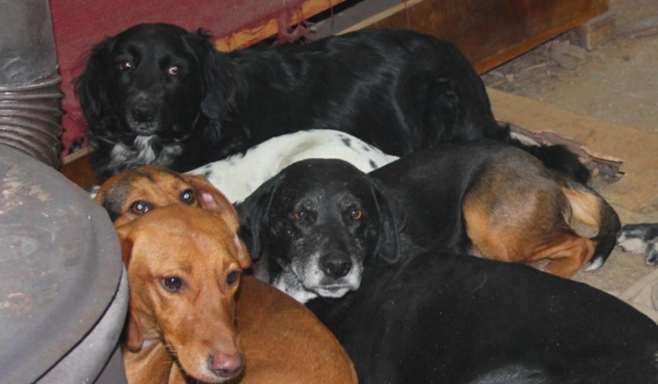 Pronašli sigurnu kuću: Admiralovi drugari slične sudbine. Foto VranjeNews