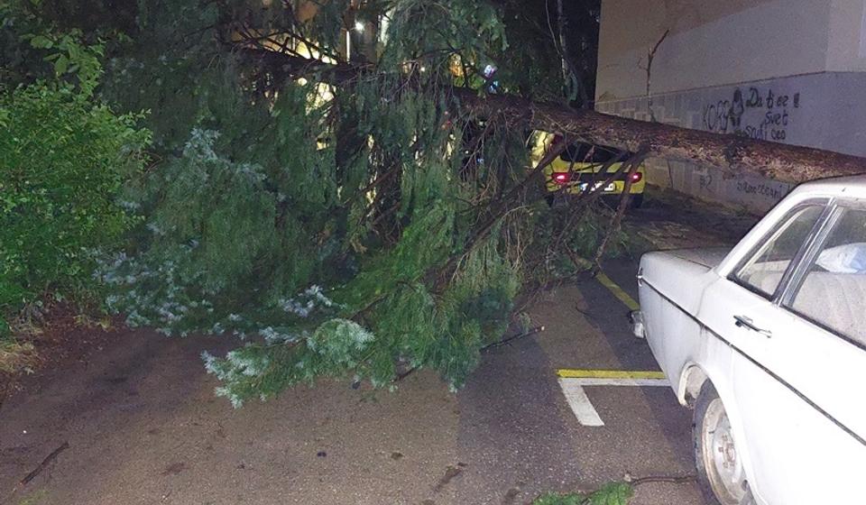 Oboreno stablo u naselju Češalj. Foto Vranje News