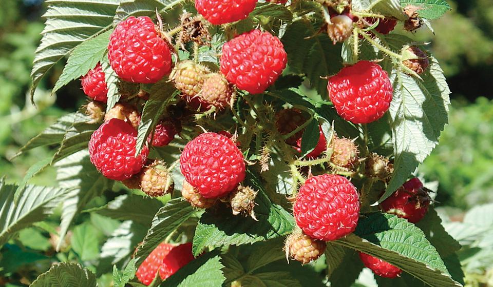 Otkupna cena na jugu od 90 do 100 dinara. Foto Fejsbuk