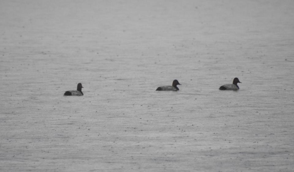 Društvo za zaštitu i proučavanje ptica