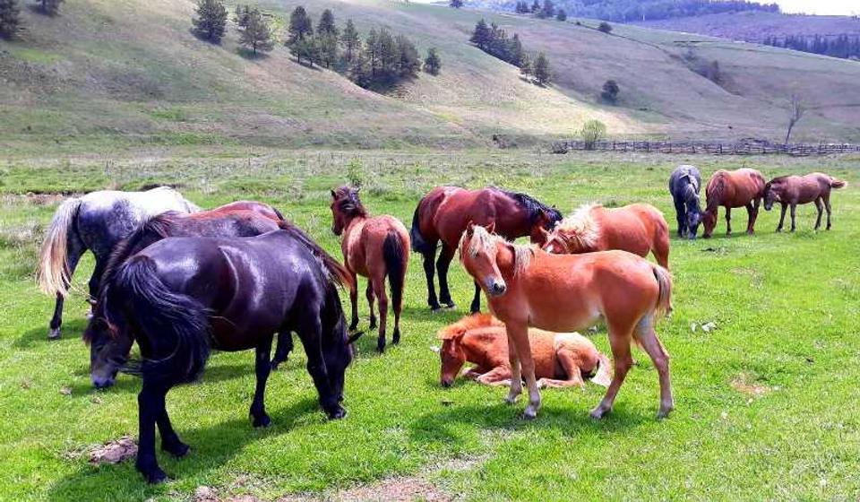 Foto ilustracija Vranje News