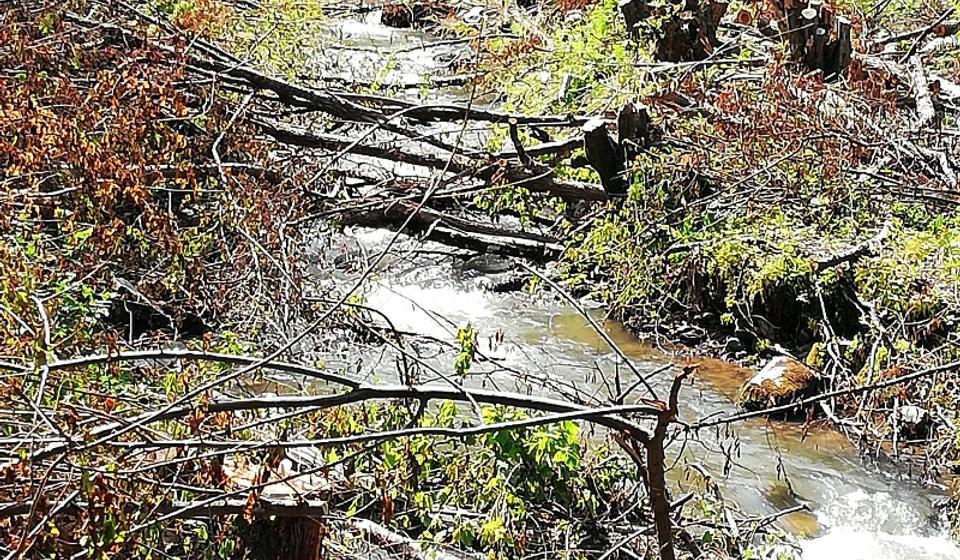 Pustoš pored rečnog korita. Foto lična arhiva