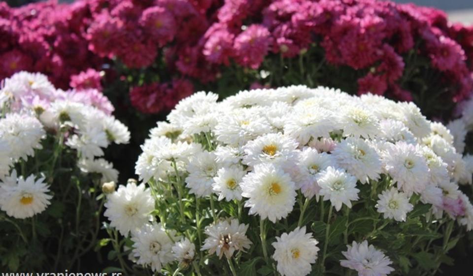 Foto ilustracija Vranje news