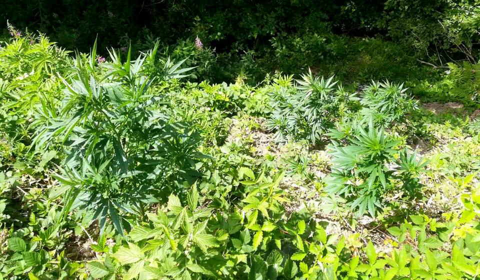 Plantaža marihuane u Babinoj Poljani. Foto MUP