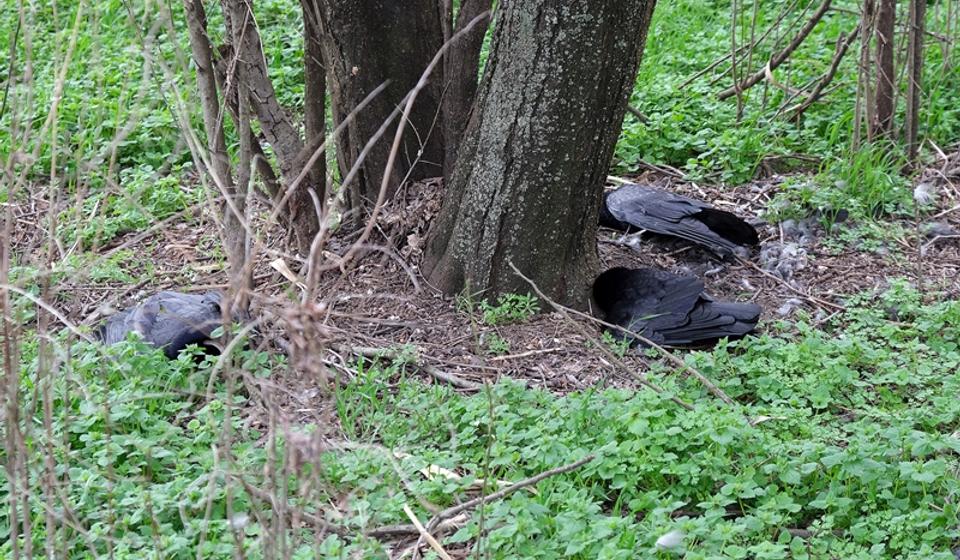 Foto DZPPS/Kalman Moldvai