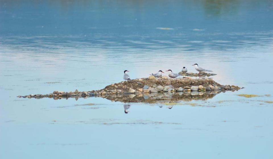 Foto Nikola Nedeljković