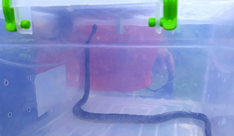 Foto Komunalna policija