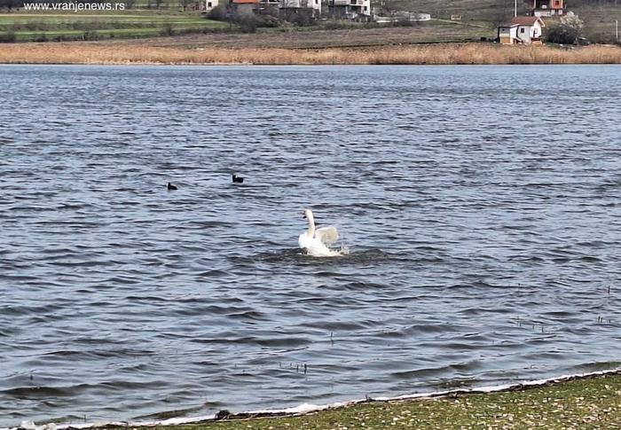 Trenutno je na Aleksandrovačkom jezeru samo jedan labud. Foto Vranje news