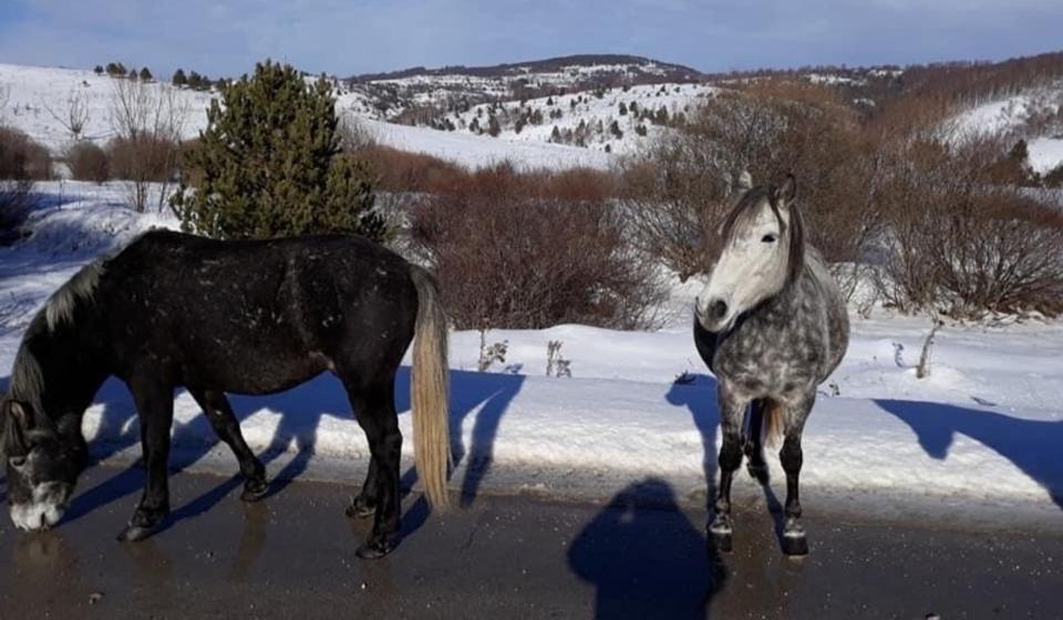 Foto Vranje News - I.T./B.Z.