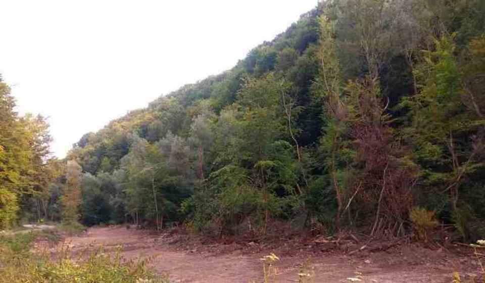 Prokrčena šuma za divlje saobraćajnice. Foto lična arhiva