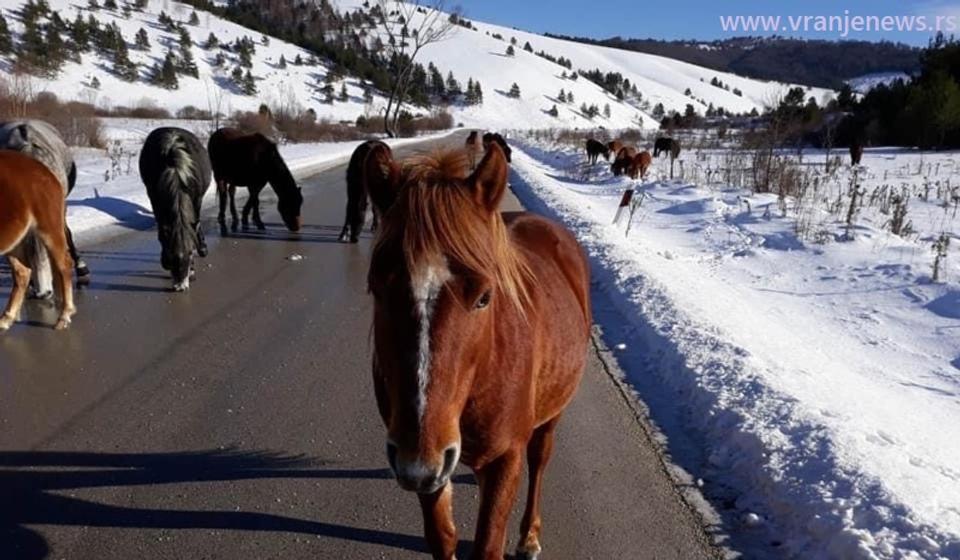 Foto Vranje News - I.T./B.Z.