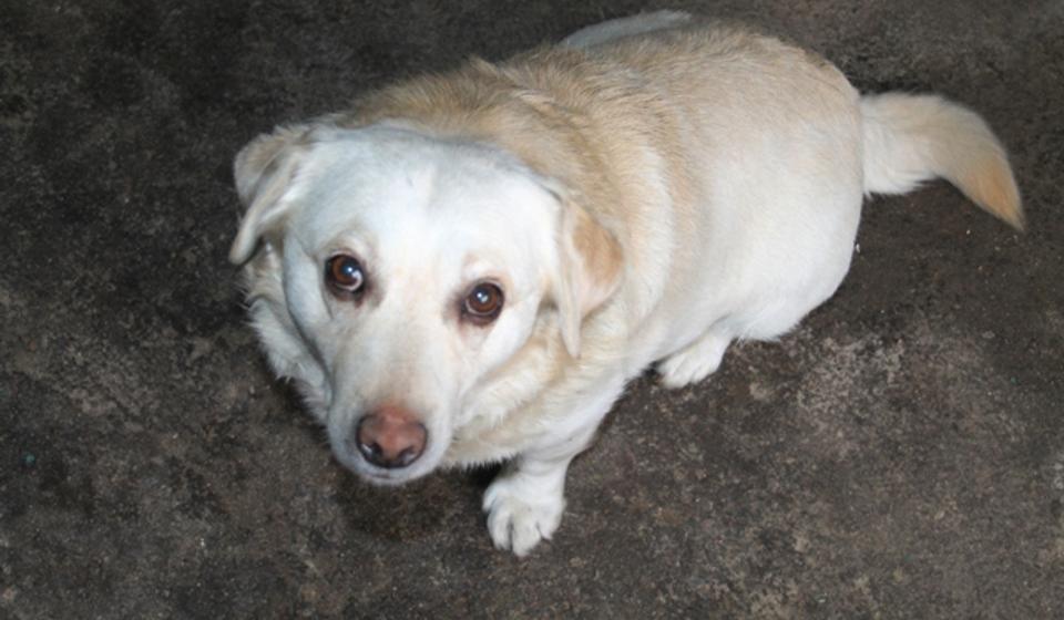 Admiral je u Vranju poznat i pod nadimcima Beki ili Belča. Foto VranjeNews 