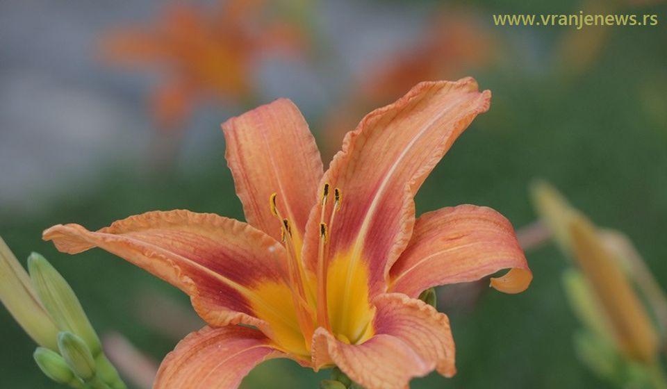 Foto ilustracija Vranje News