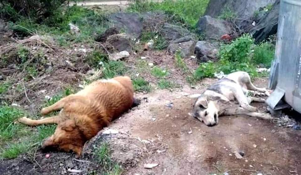 Narodnjaci Trgovišta osuđuju nedavno masovno trovanje napuštenih pasa u toj opštini i potenciraju da to nije način za rešenje problema. Foto OO NS Trgovište