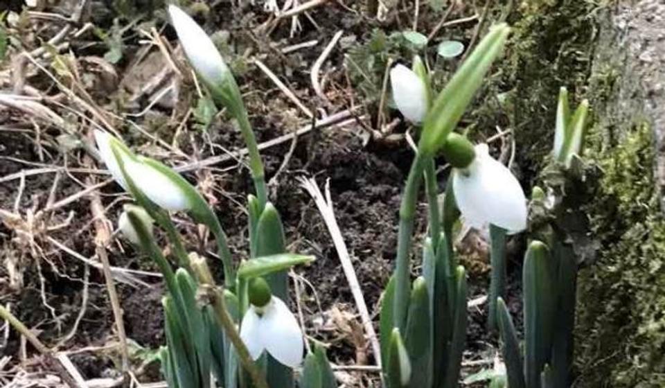 Prve visibabe u Vranju u 2020. uslikao je u nedelju izveštač naše redakcije u Ulici Kosovskoj. Foto Vranje News
