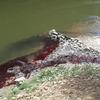 Prizor prošlomesečnog pomora nizvodno od Hana. Foto Vladan Radić, Fejsbuk