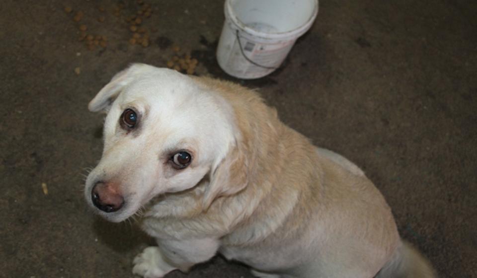 Admiralov dobrotvor kaže da njegov novi kućni ljubimac malo hrče noću dok spava, ali da nije nepodnošljivo. Foto VranjeNews