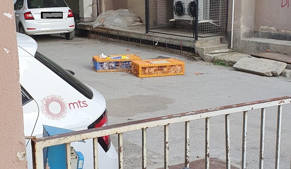 Kavezi sa kokicama koje su trebale da 