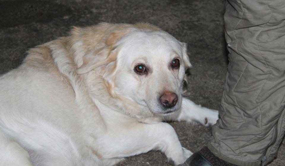 Posle godina i godina na ulici, Admiral u novom životnom okruženju. Foto VranjeNews