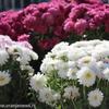 Od nedelje zahlađenje. Foto Vranje News