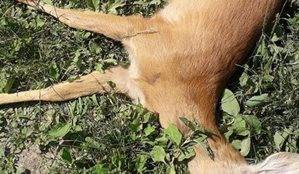 Foto Fejsbuk stranica LU Golub