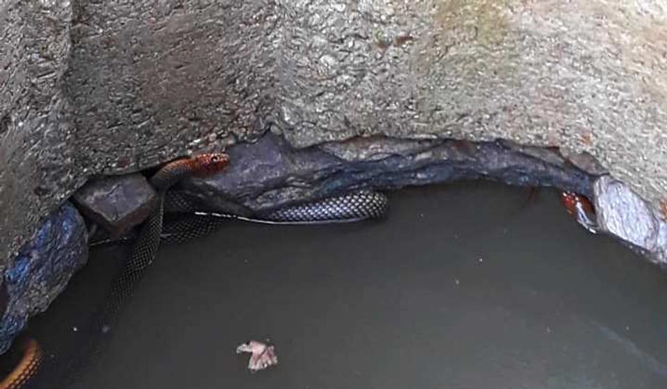 Izgmizale iz bunara. Foto Fejsbuk profil Vladice Stankovića