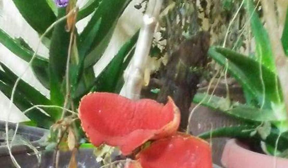 Babino uvo, slikano u nedelju u Vranju. Foto Branislav Nedeljković