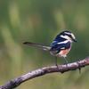 Dugorepi svračak. Foto birdsofeurope.eu