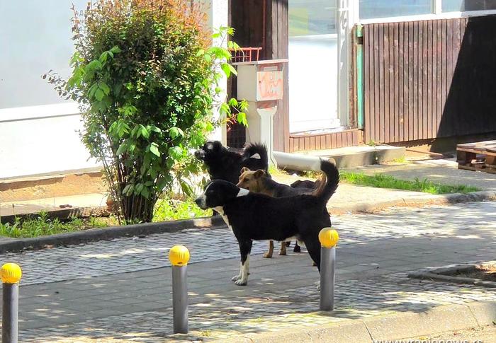Foto Vranje news