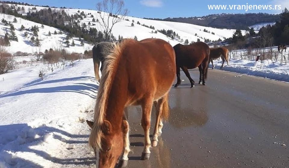 Foto Vranje News - I.T./B.Z
