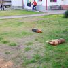 Foto Grad Vranje