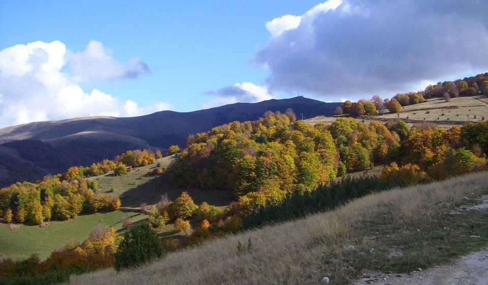 Besna kobila. Foto TOV