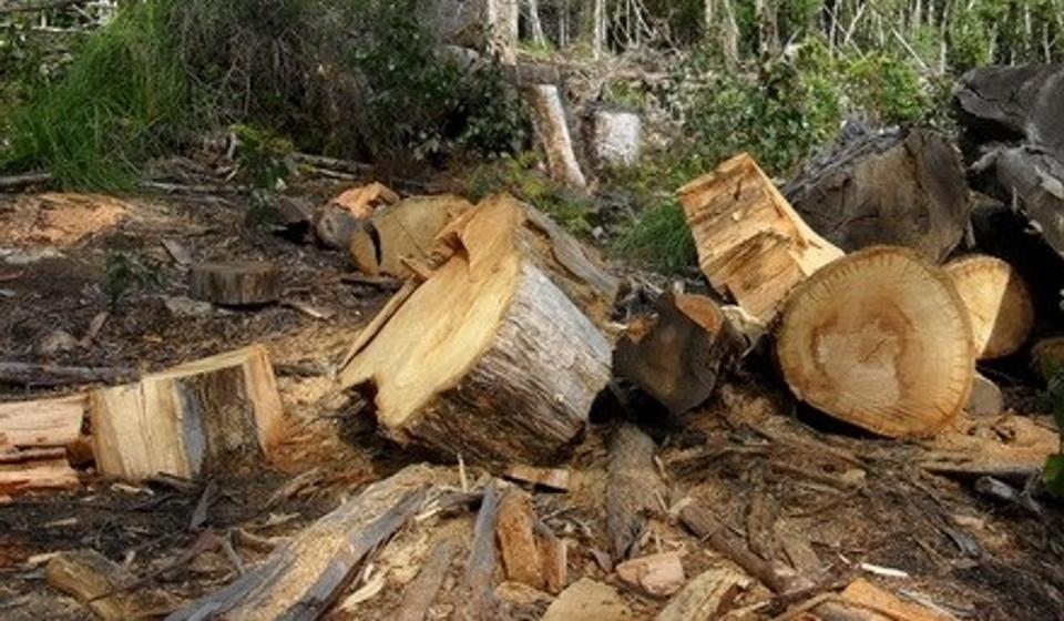 Bespravna seča na jugu. Foto VranjeNews