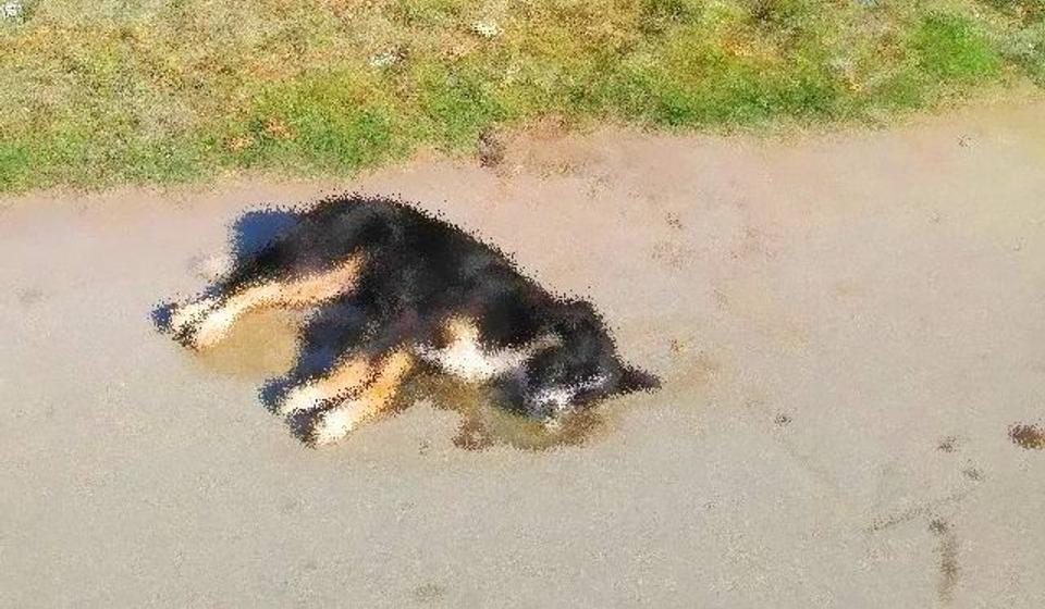 Foto Koalicija za život