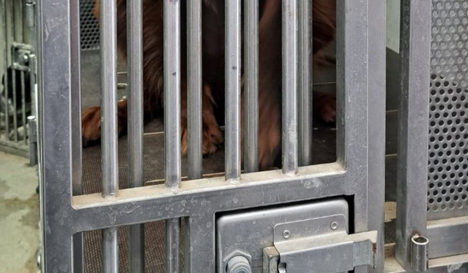 Psi prilikom zaplene prevoženi kombijem u kavezima. Foto ilustracija UC
