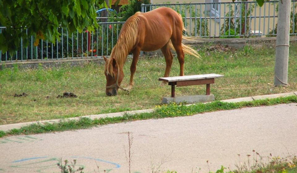 U Ćoški se svakodnevno napasa nekoliko konja. Foto VranjeNews