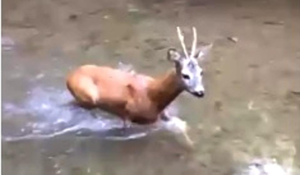 Foto printscreen Youtube