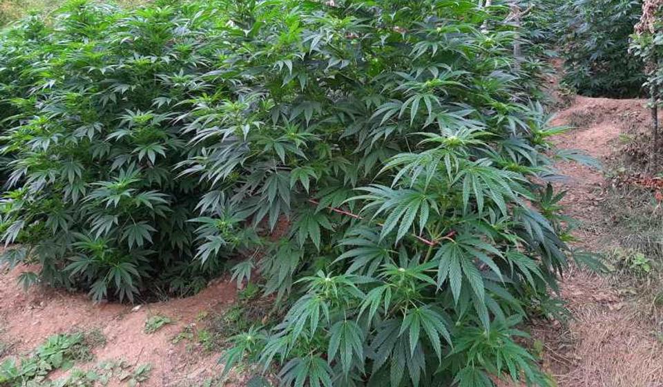 Ovako izgleda deo otkrivenog zasada u okolini Bosilegrada. Foto MUP