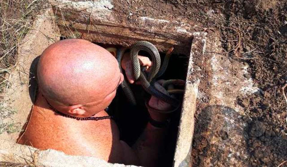 Neustrašivi Vladica Stanković vadi zmije iz rezervoara. Foto privatna arhiva