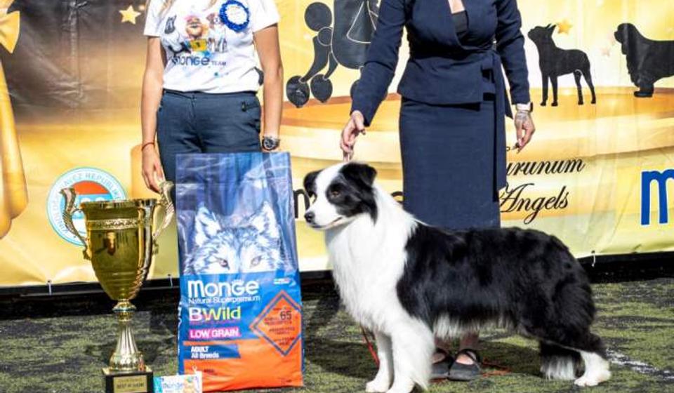 Border koli iz Kine pobednik međunarodne izložbe pasa CACIB 2024 Vranje. Foto Mihailo Petrović