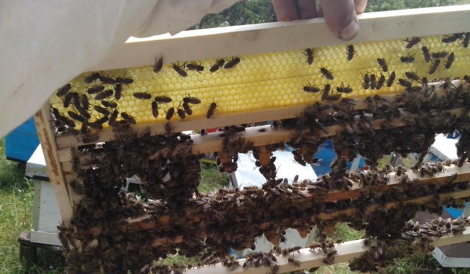 Foto Fejsbuk - Pčelarstvo Stanojković Vranje