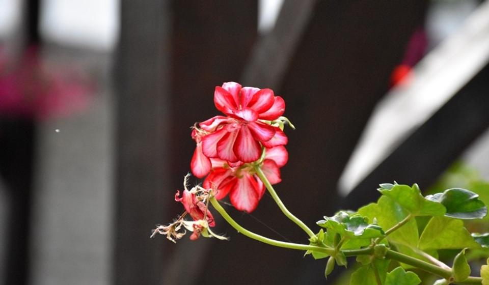 Foto ilustracija Vranje News